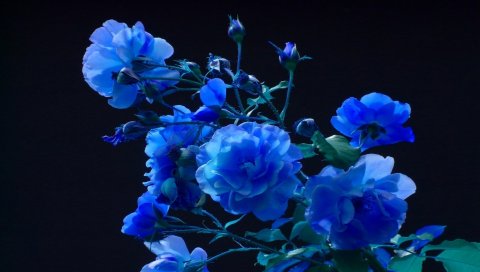 Роза, почки, сад, синий, черный фон