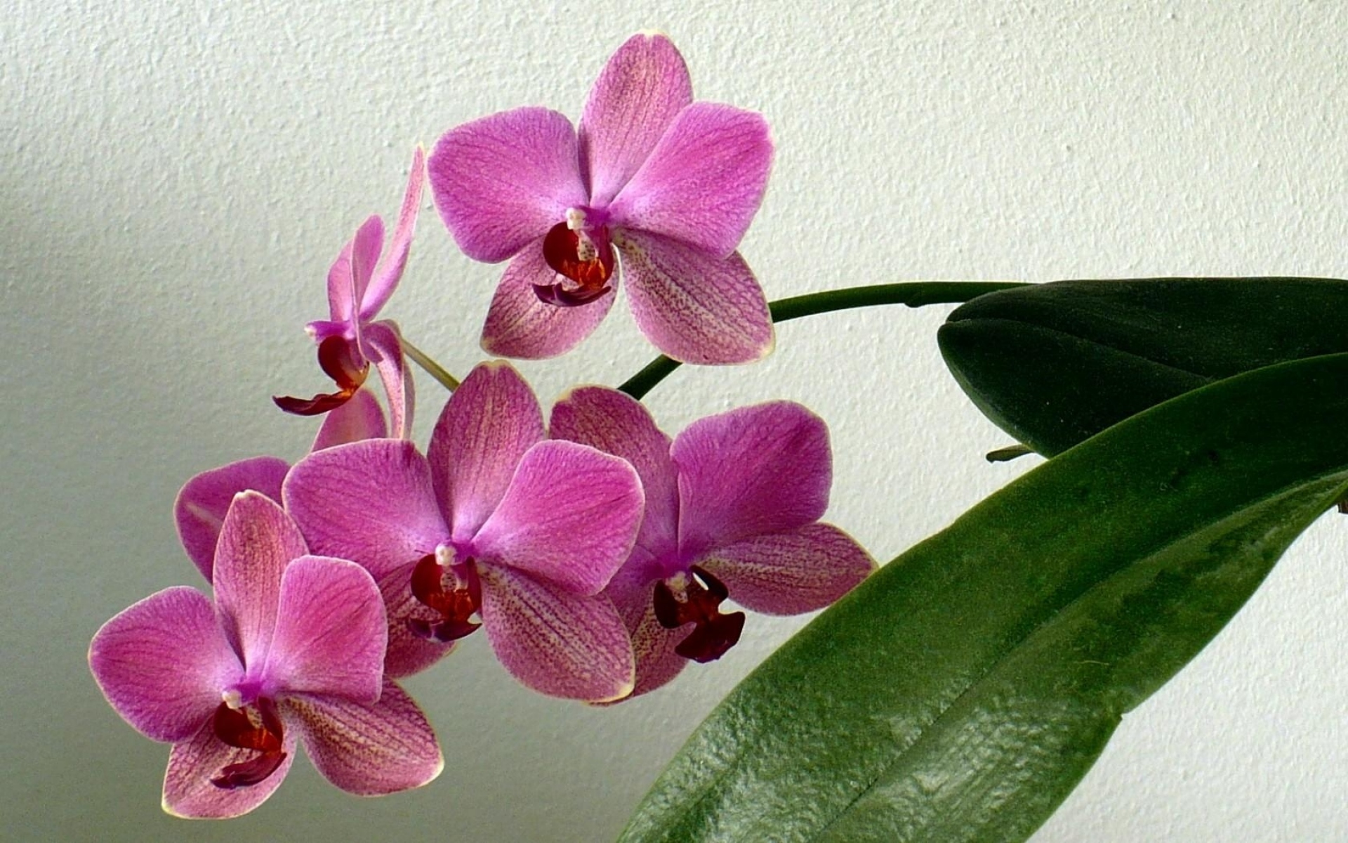 Орхидея живая цветок