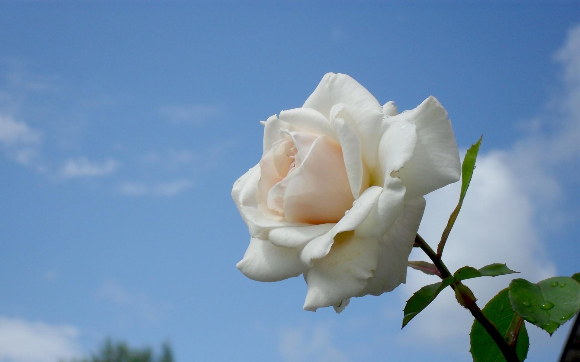 Роза Прекрасная Таврида