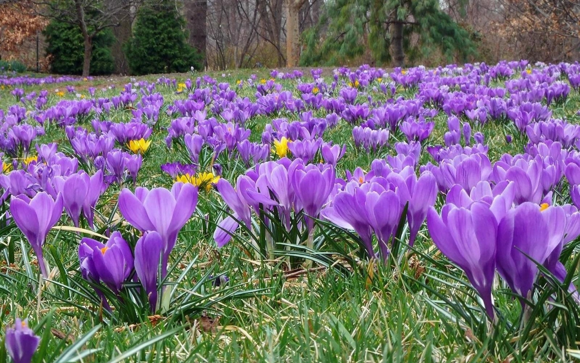 Зацветут ранние цветы. Первоцвет сиреневый Крокус. Крокус фиолетовый первоцвет. Первоцветы (подснежники, крокусы, гиацинты).. Первоцветы подснежники крокусы.