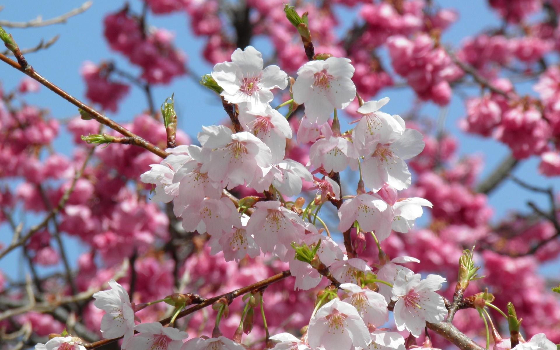 цветут деревья весной фото