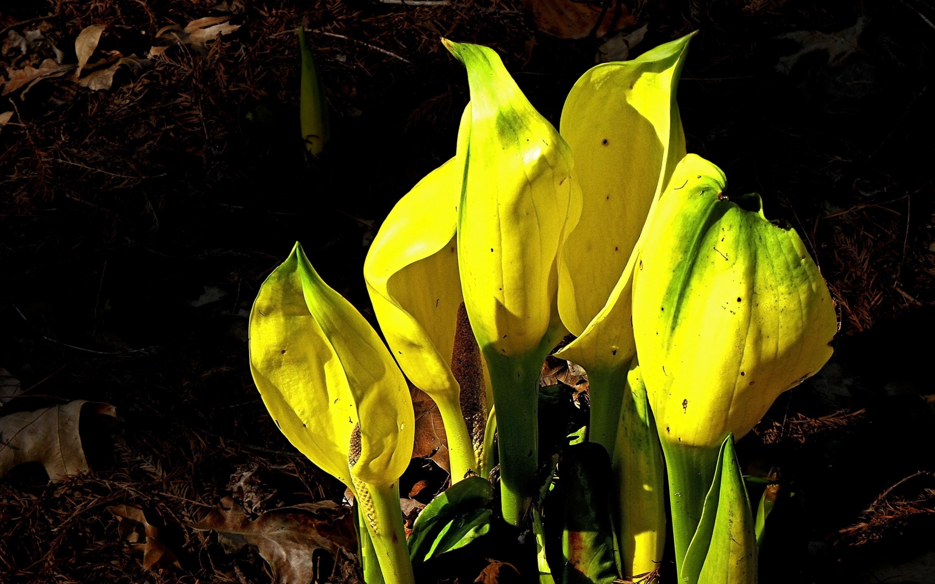 Картинки Spathiphyllum, цветы, желтый, пробуждение, сад фото и обои на рабочий стол