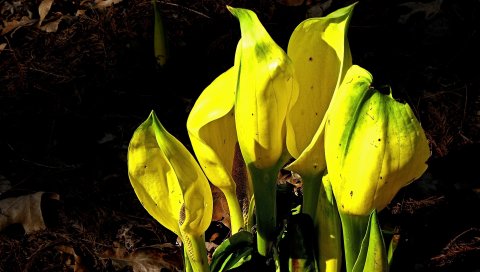 Spathiphyllum, цветы, желтый, пробуждение, сад