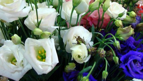 Lisianthus russell, цветы, разные, много, почки