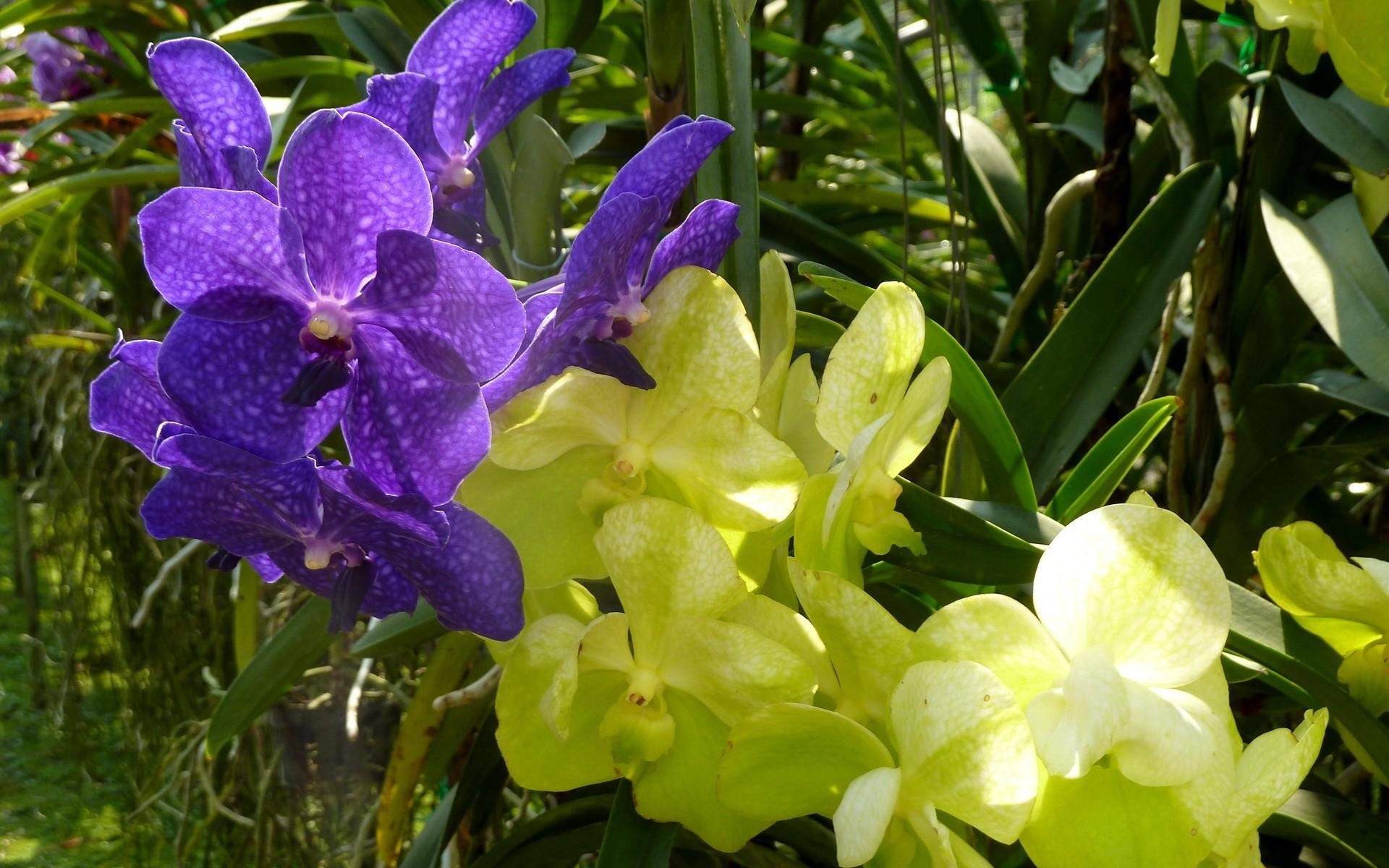 Картинки Орхидеи, цветы, сад, различные, зелень, солнечный фото и обои на рабочий стол