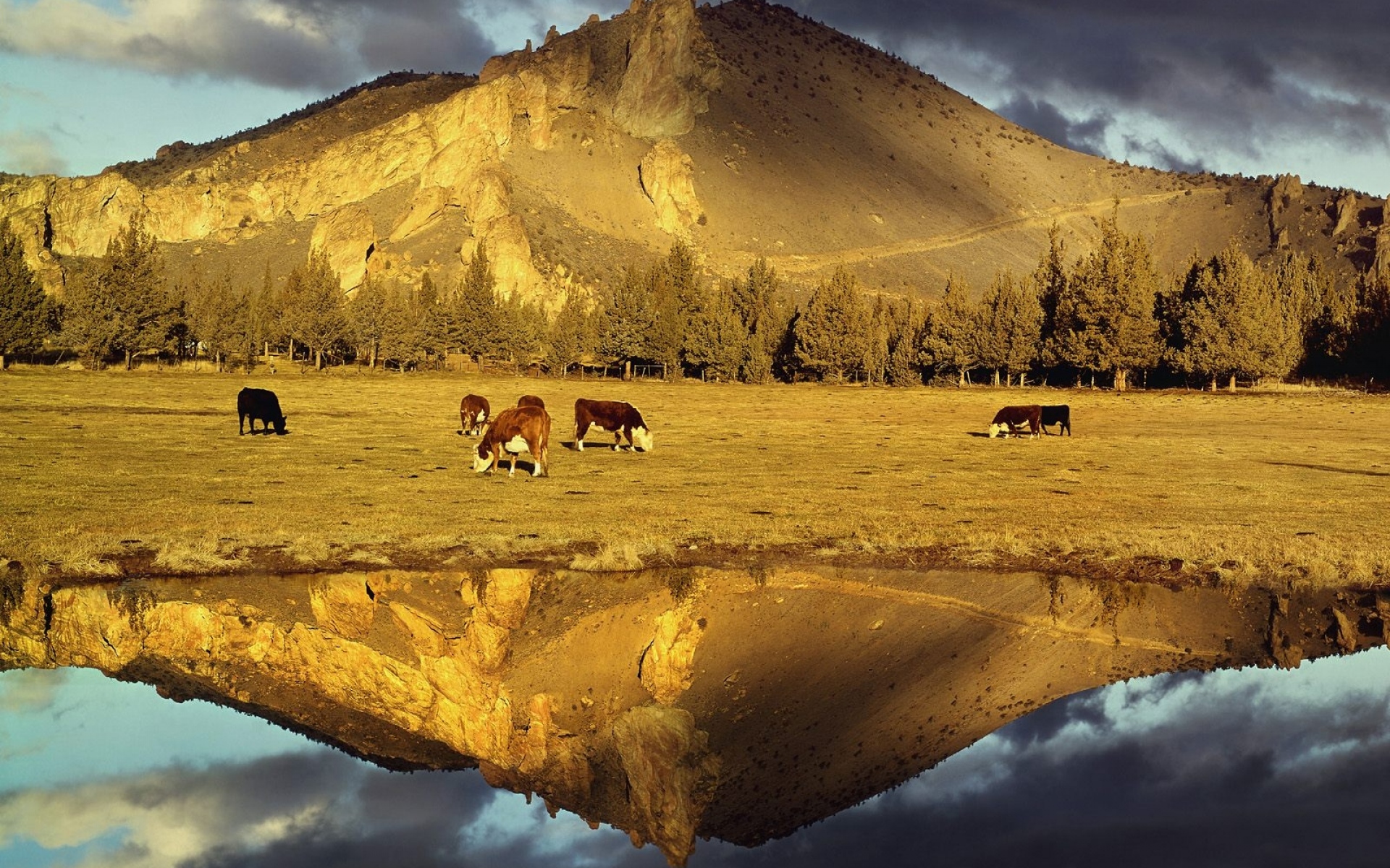 Картинки Коровы, пастбище, гора, озеро, отражение, облака фото и обои на рабочий стол