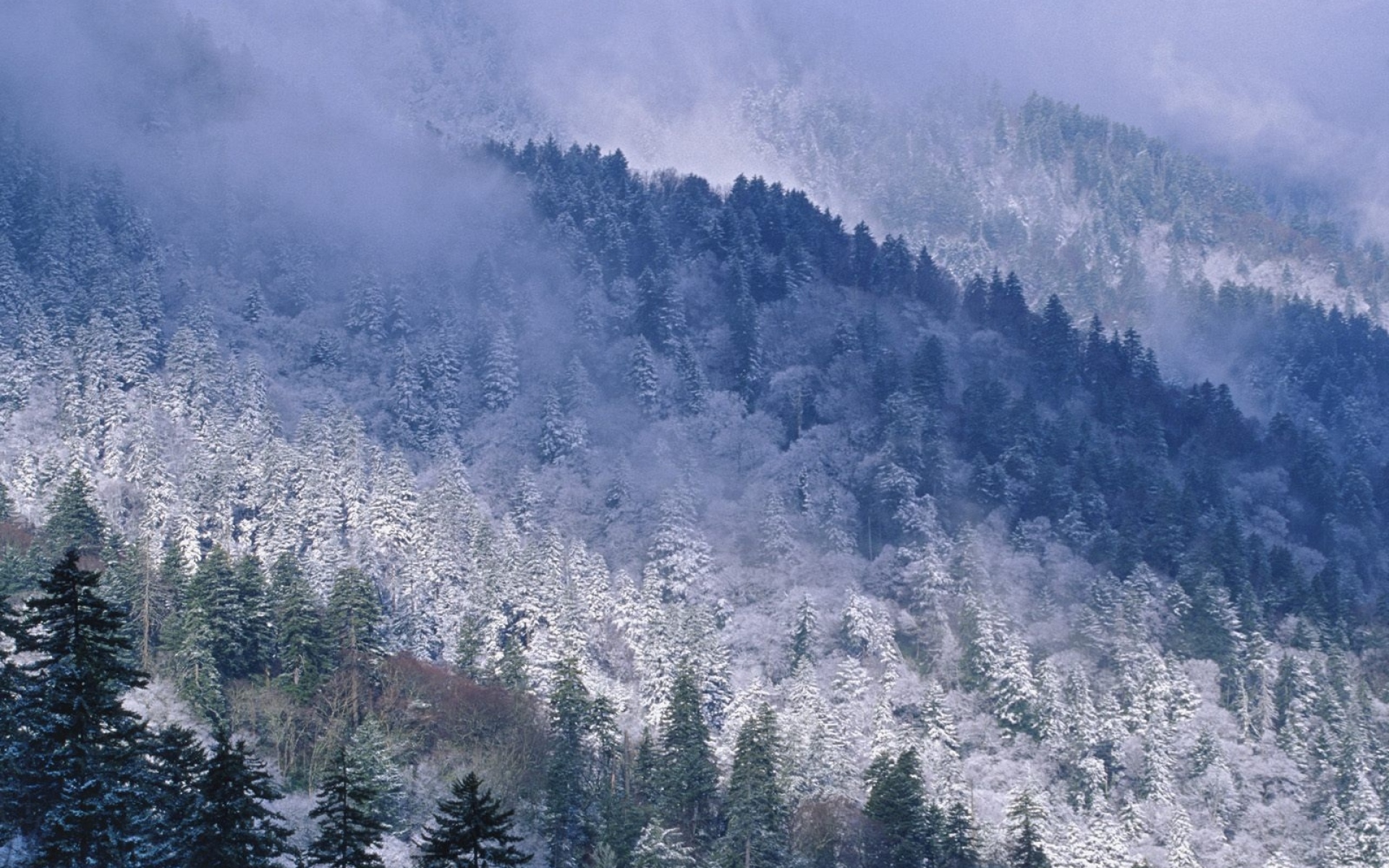 Картинки Большие дымчатые горы, теннеси, горы, деревья, хвойные, зима, снег, высота фото и обои на рабочий стол
