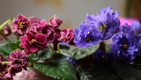Фиалки, цветы в горшках, листья, размытие