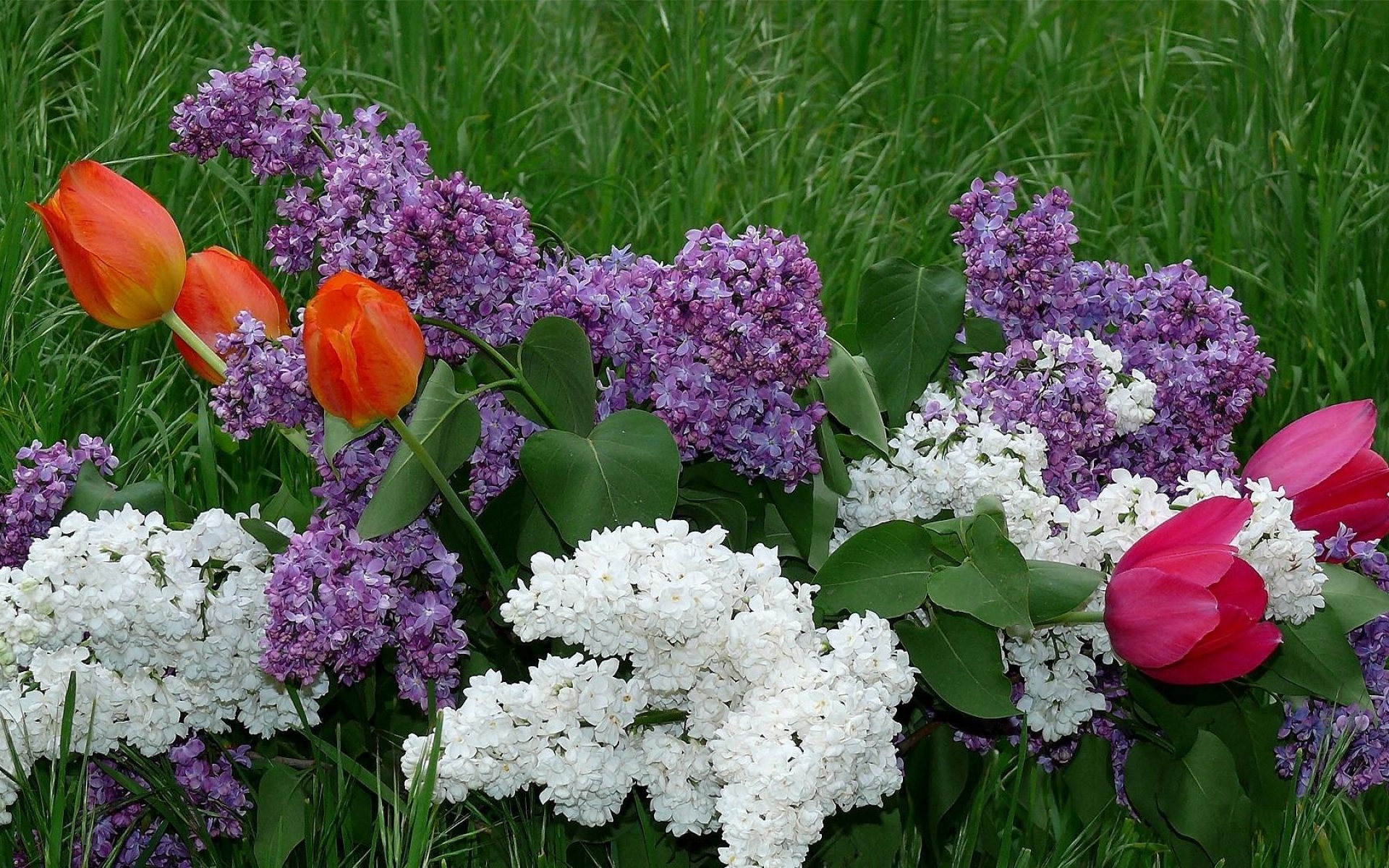 Цветы сирень букет тюльпан гвоздика