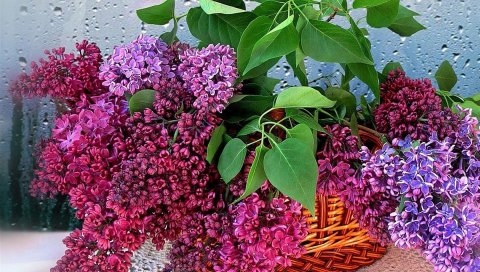Сирень, цветы, ветки, травы, цветок, корзина, капли, стекло