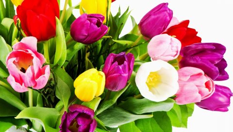 Тюльпаны, цветы, букет, яркий, красочный, белый фон