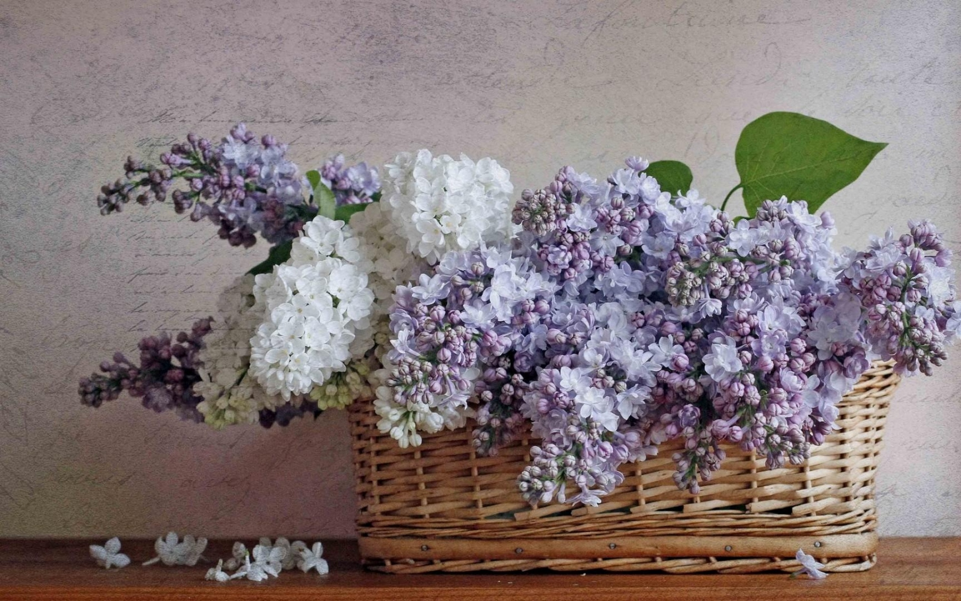 Картинки Сирень, цветение, весна, цветок, корзина, поэзия фото и обои на рабочий стол