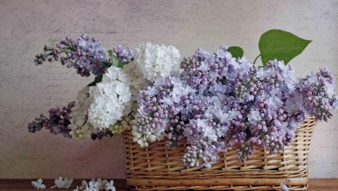 Сирень, цветение, весна, цветок, корзина, поэзия