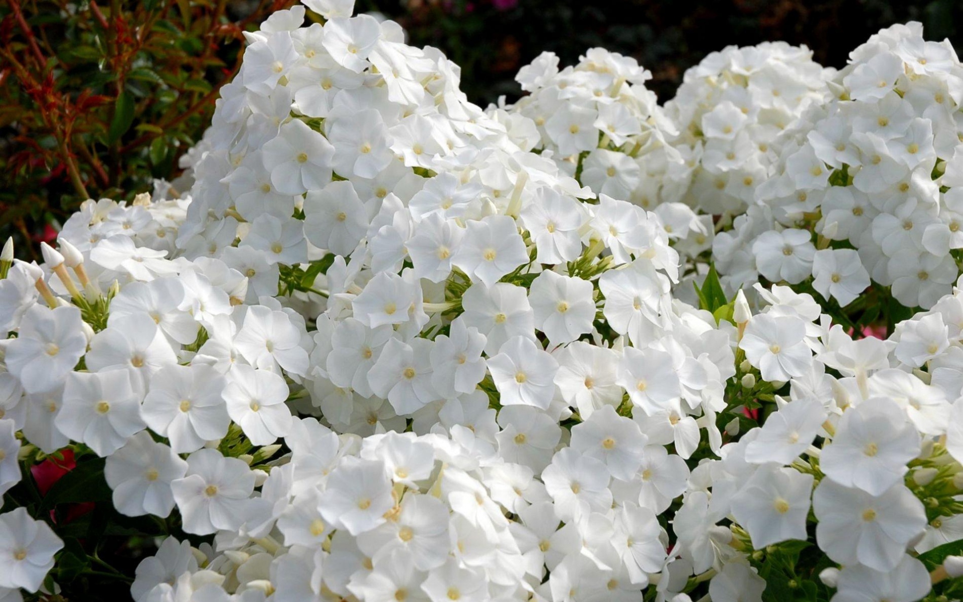 Многолетние Белые Цветы Для Клумбы