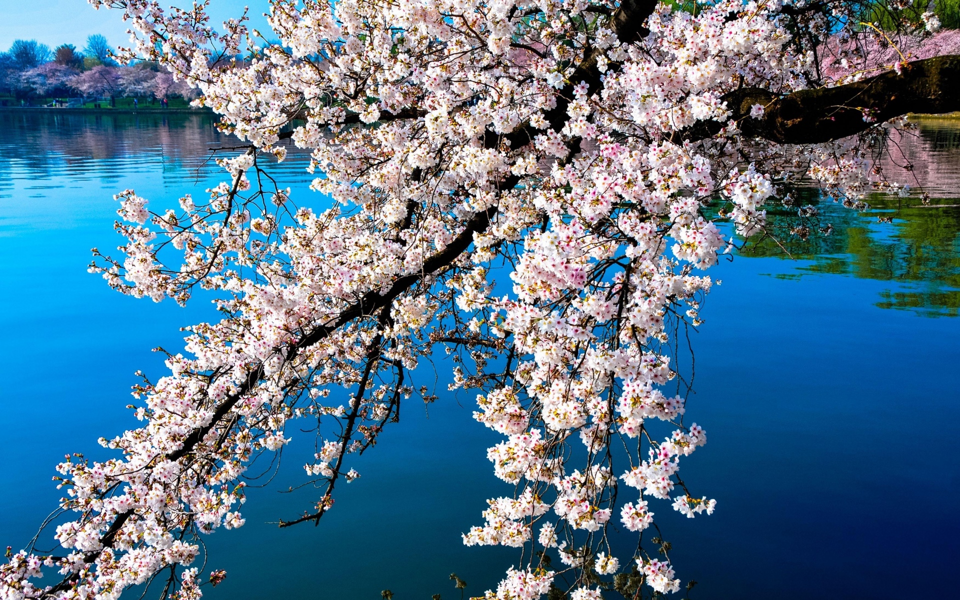 Картинки Сакура, цветы, ветви, вода, отражение, поверхность, весна фото и обои на рабочий стол