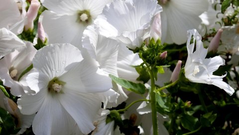 Lavatera, цветы, белоснежные, капли, свежие, крупный план