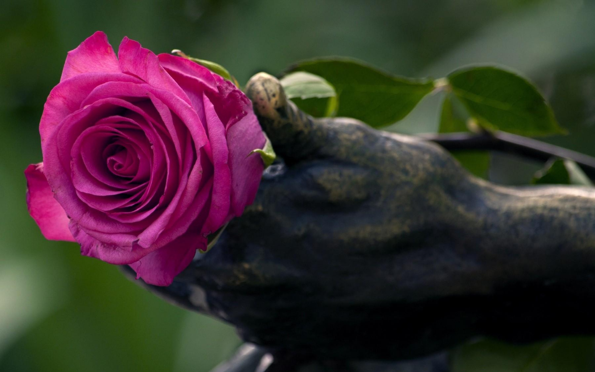Картинки Роза, цветок, рука, статуя фото и обои на рабочий стол