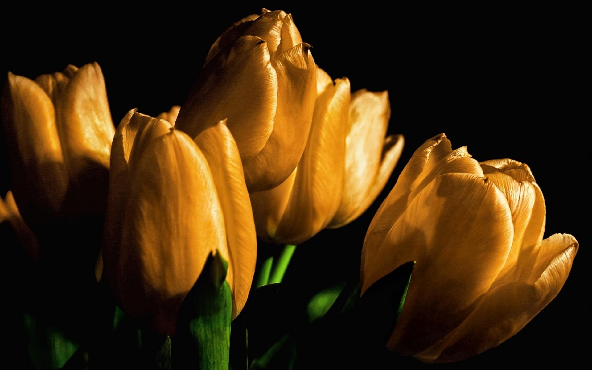 Картинки Тюльпаны, желтый, цветы, бутоны, свет, черный фон фото и обои на рабочий стол