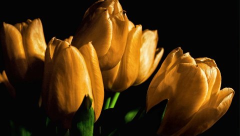 Тюльпаны, желтый, цветы, бутоны, свет, черный фон