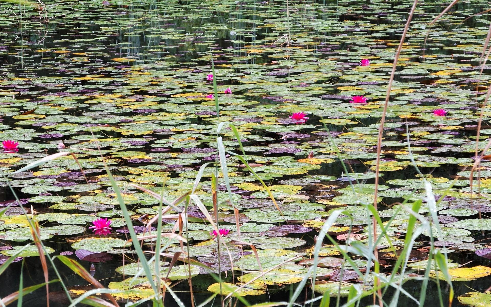 Картинки Водяные лилии, вода, болото, листья, трава фото и обои на рабочий стол