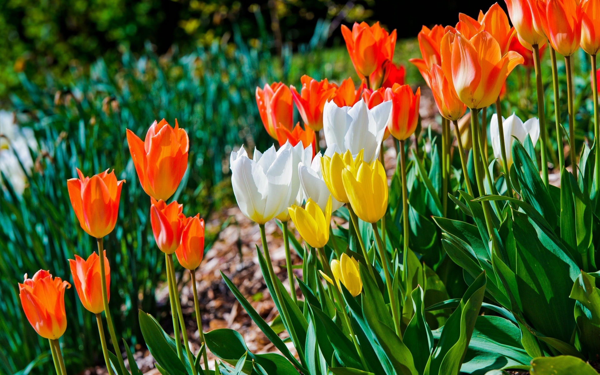 Картинки Тюльпаны, цветы, клумба, зеленый, солнечный, весна фото и обои на рабочий стол