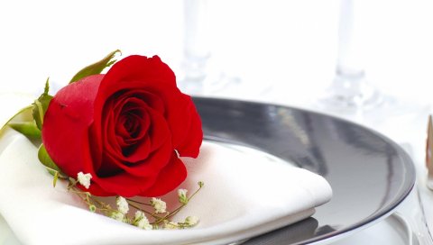 Роза, цветок, гипсофила, салфетка, тарелка, крупный план