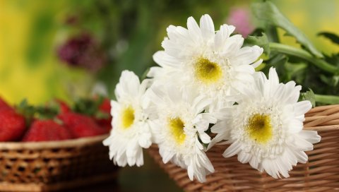 Хризантемы, цветы, белый, корзина, крупный план