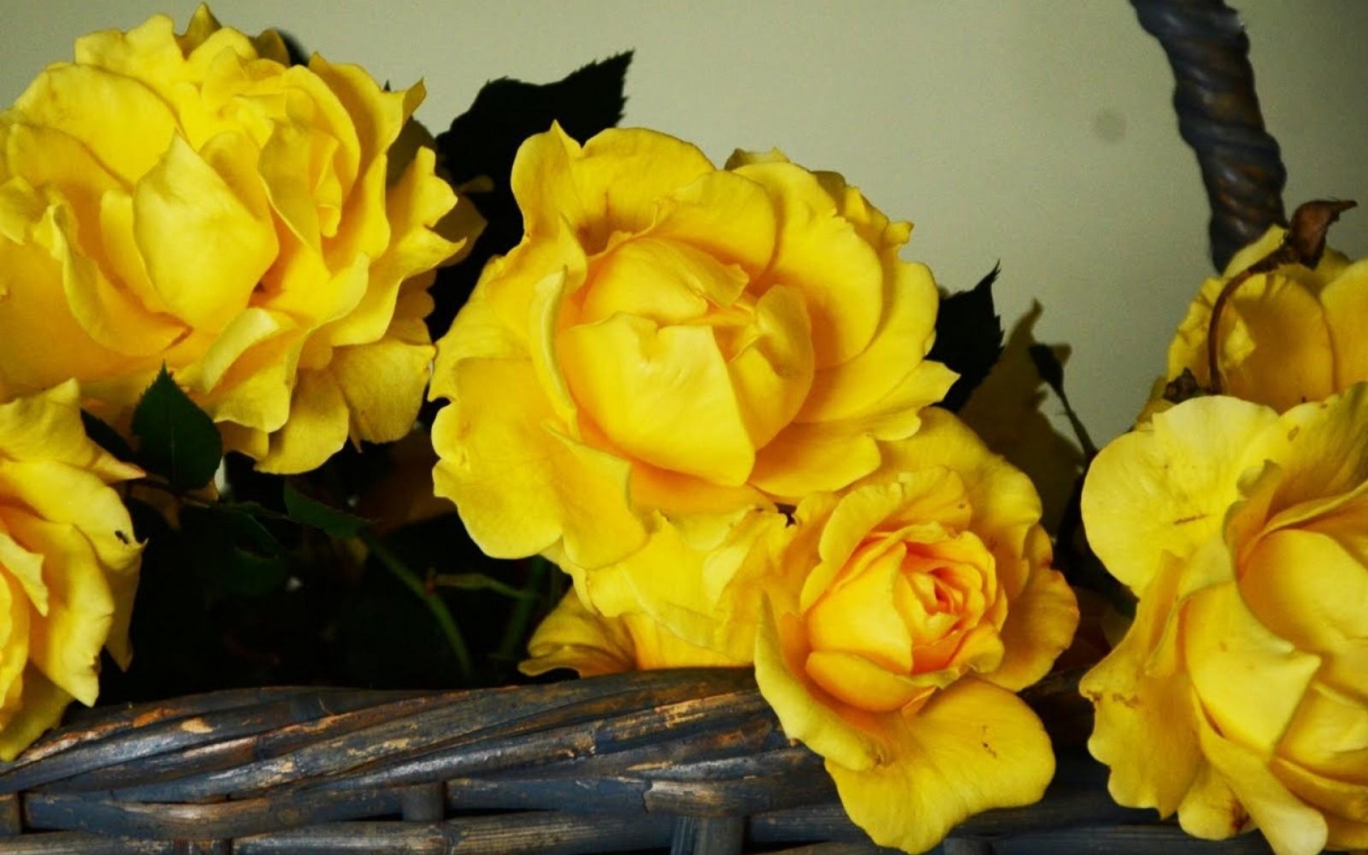 Картинки Розы, цветы, желтый, корзина, крупный план фото и обои на рабочий стол