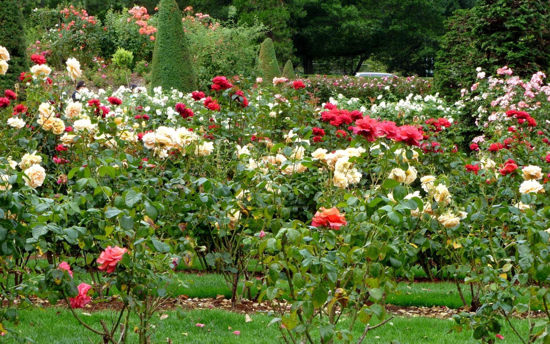 Картинки Розы, цветы, кустарник, сад, зелень фото и обои на рабочий стол