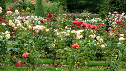 Розы, цветы, кустарник, сад, зелень