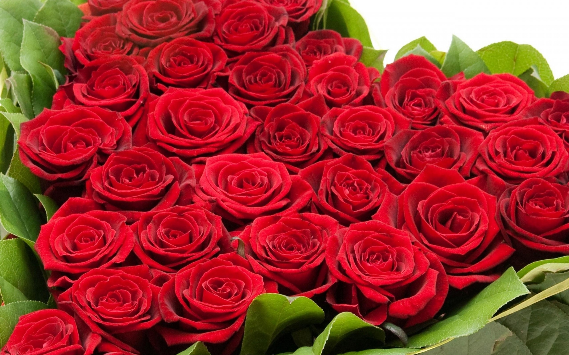 Картинки Розы, цветы, красный, сердце, зелень, композиция фото и обои на рабочий стол