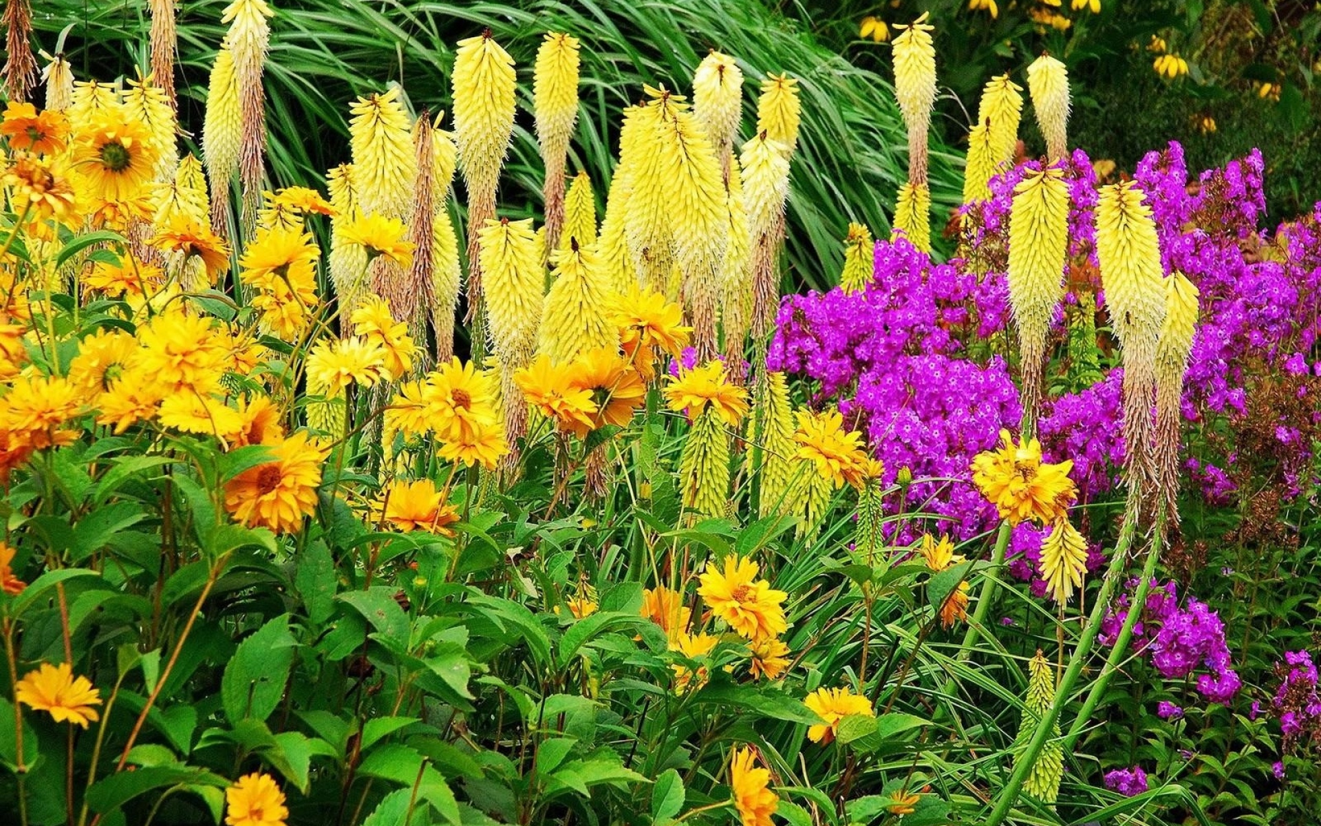 Цветы Для Дачи Неприхотливые Многолетние