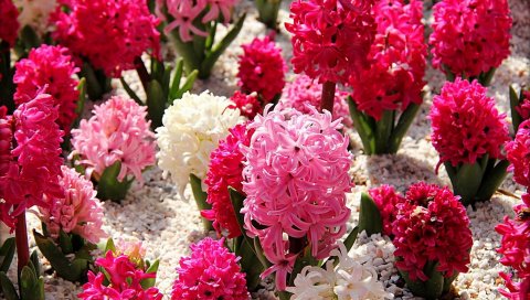 Гиацинты, цветы, разные, весна, крупный план