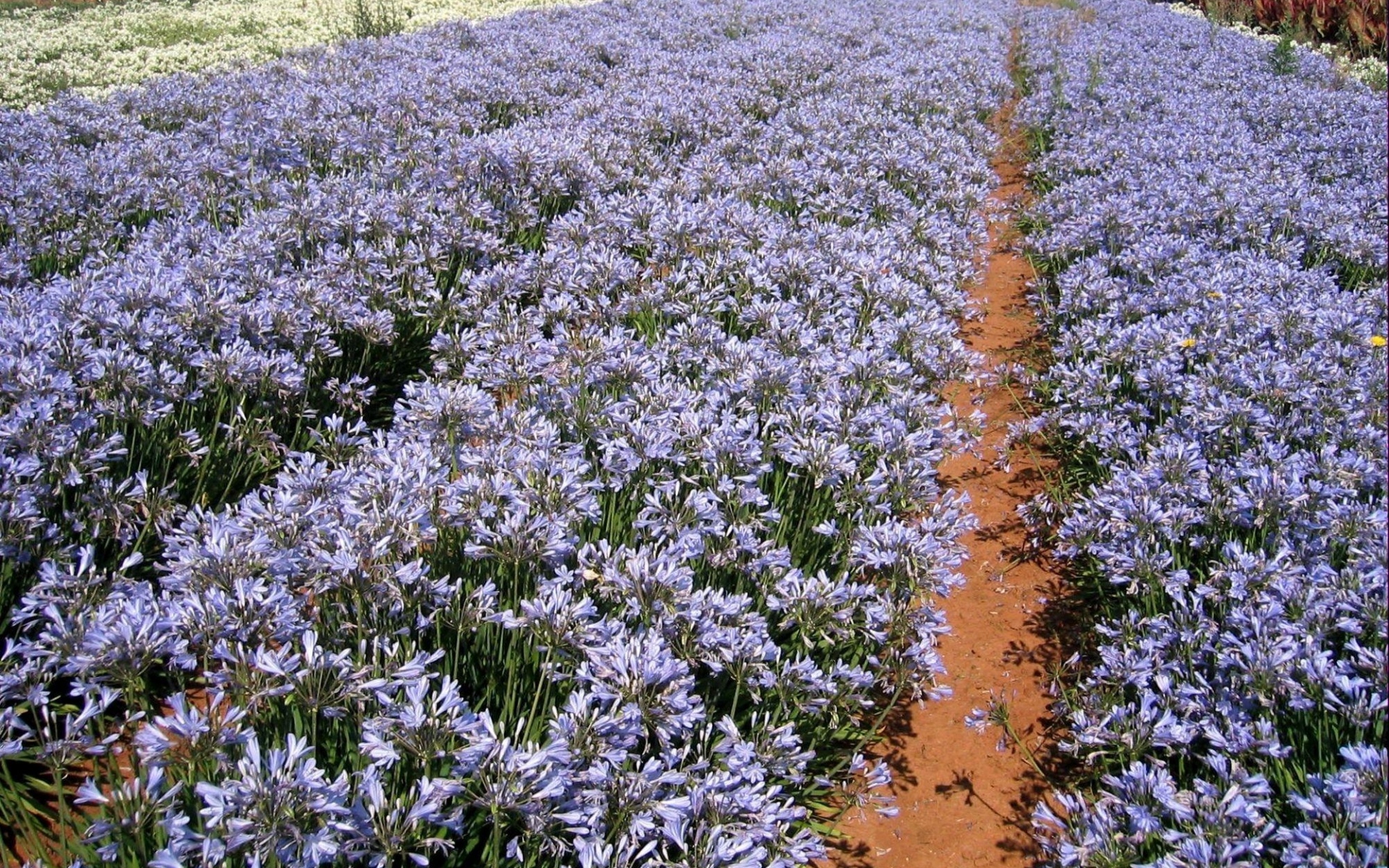 Картинки Agapanthus, цветы, поле, ряды, солнечный, след фото и обои на рабочий стол