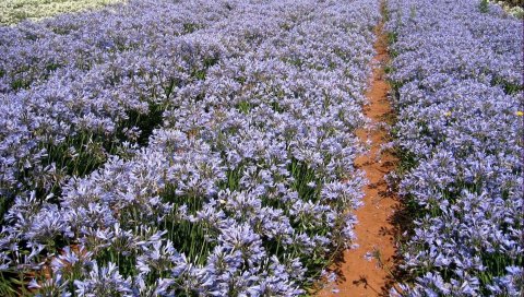 Agapanthus, цветы, поле, ряды, солнечный, след