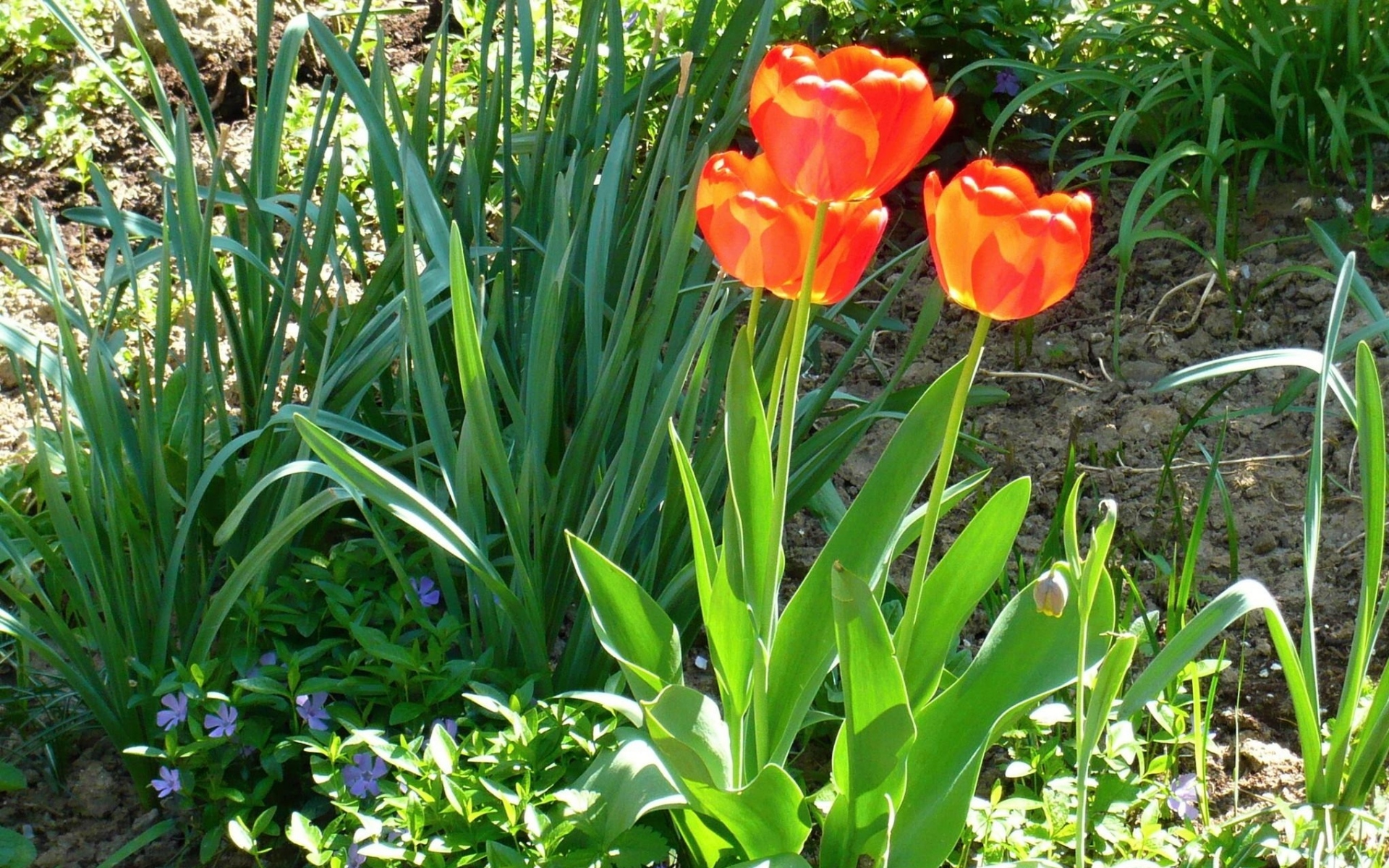 Красные тюльпаны фото на клумбе