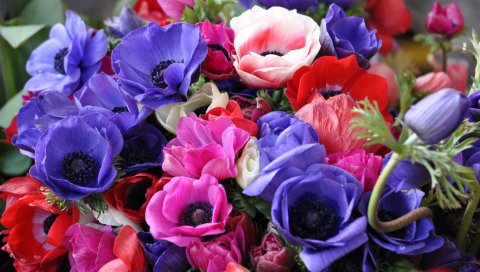 Анемоны, цветы, букет, яркий, крупный план