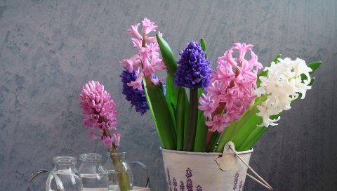 Гиацинты, цветок, весна, ведро, бутылка, лейка, натюрморт
