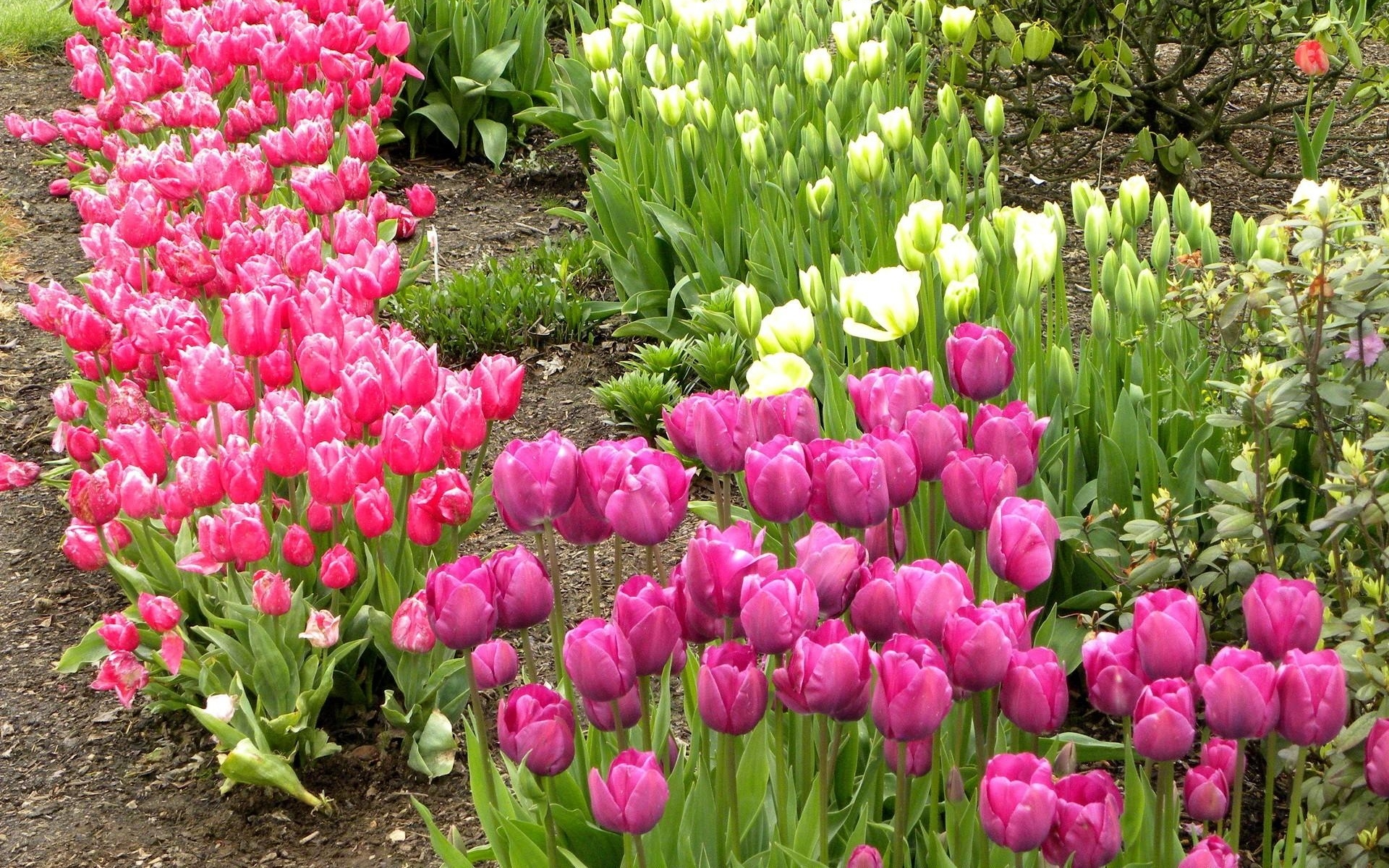Картинки Тюльпаны, цветы, клумба, зеленый, грунтовка, весна фото и обои на рабочий стол