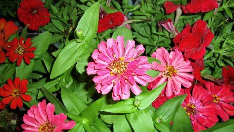 Zinnias, цветы, яркие, зеленые, клумбы, вечер