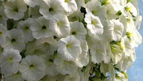Петуния, цветы, белоснежка, крупный план, красота