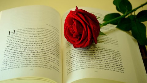 Роза, цветок, капля, свежесть, книга, текст