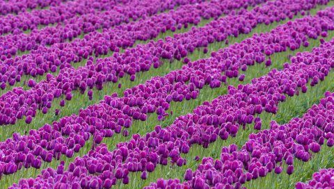 Тюльпаны, цветы, фиолетовый, серия, поле