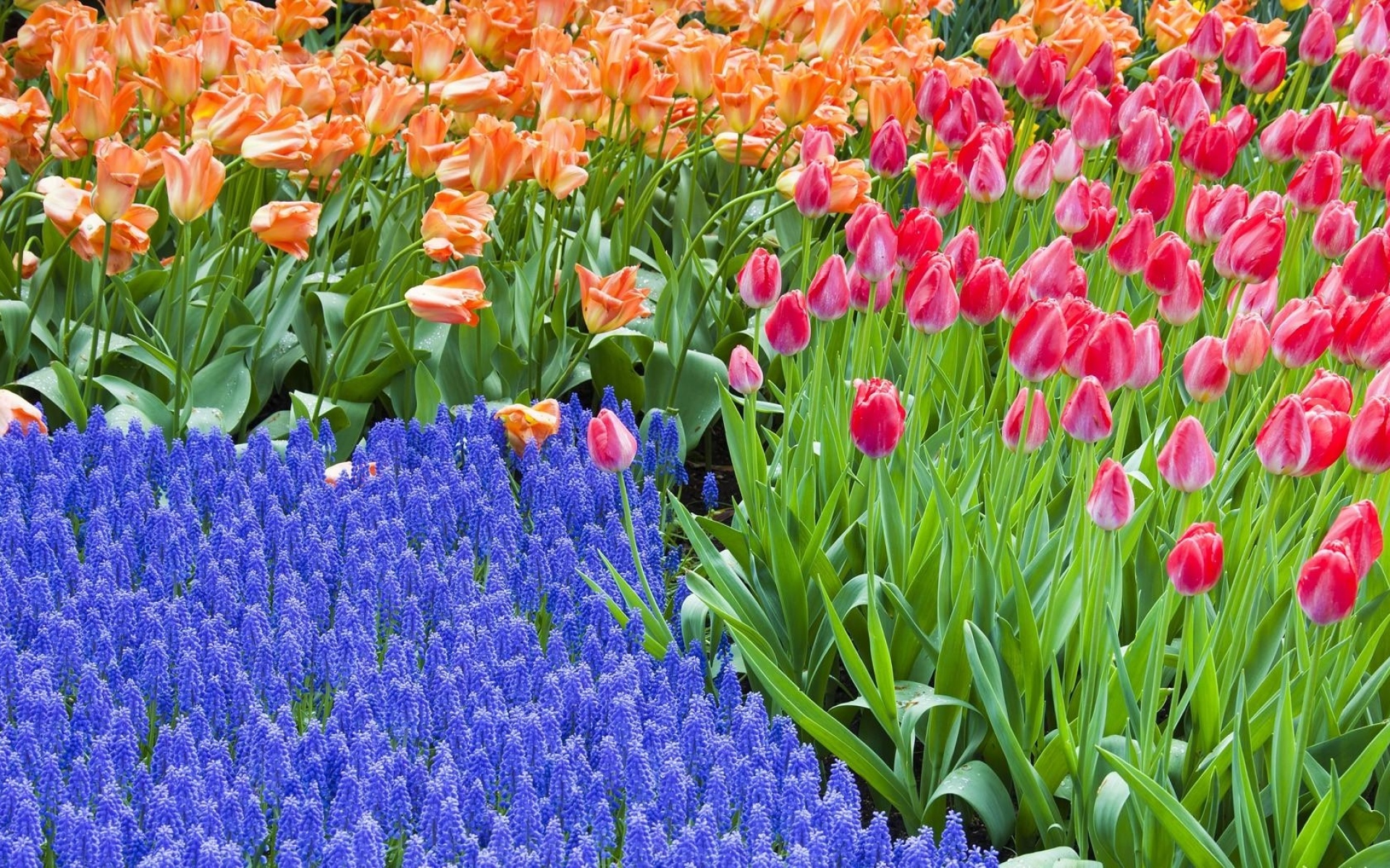 Определите несколько растений весенних цветников. Тюльпаны крокусы гиацинты. Растения весенних цветников. Весенние цветы на клумбе. Весенние цветы тюльпаны.