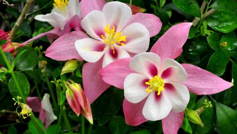 Aquilegia, цветы, розовый, зеленый, капля, свежесть