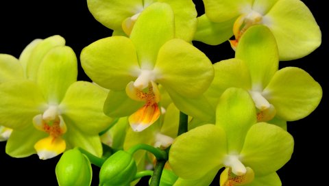 Орхидея, желтый, цветок, макро, веточка, черный фон