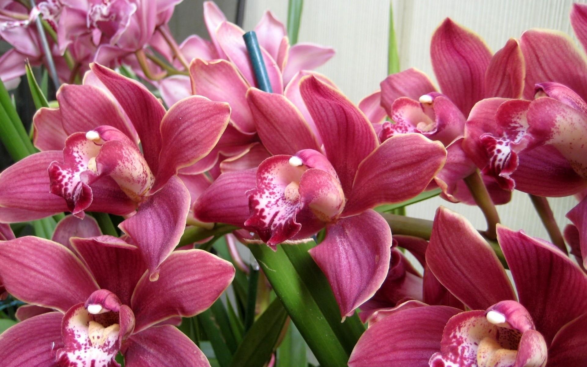 Картинки Орхидеи, цветы, травы, красота фото и обои на рабочий стол