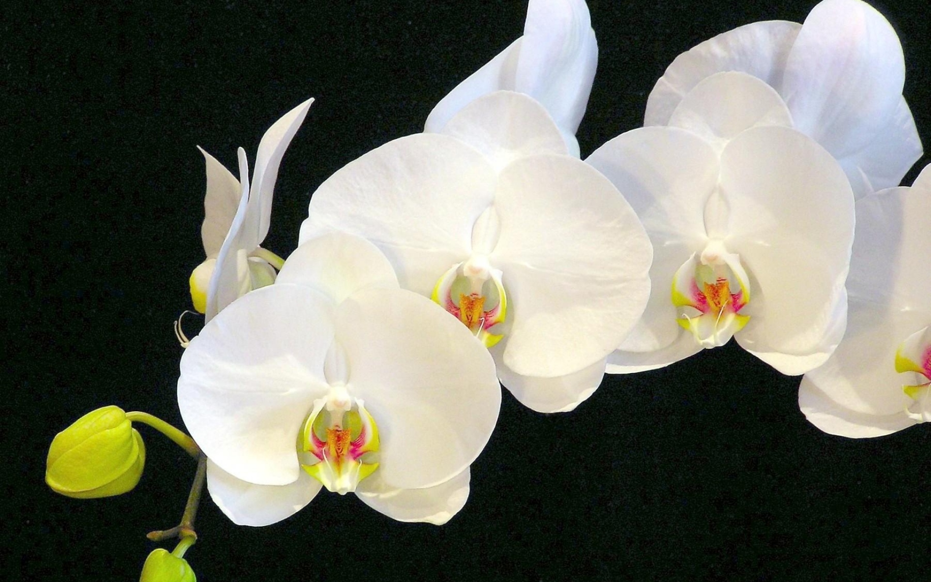 Картинки Орхидея, цветок, ветка, белоснежный, черный фон фото и обои на рабочий стол