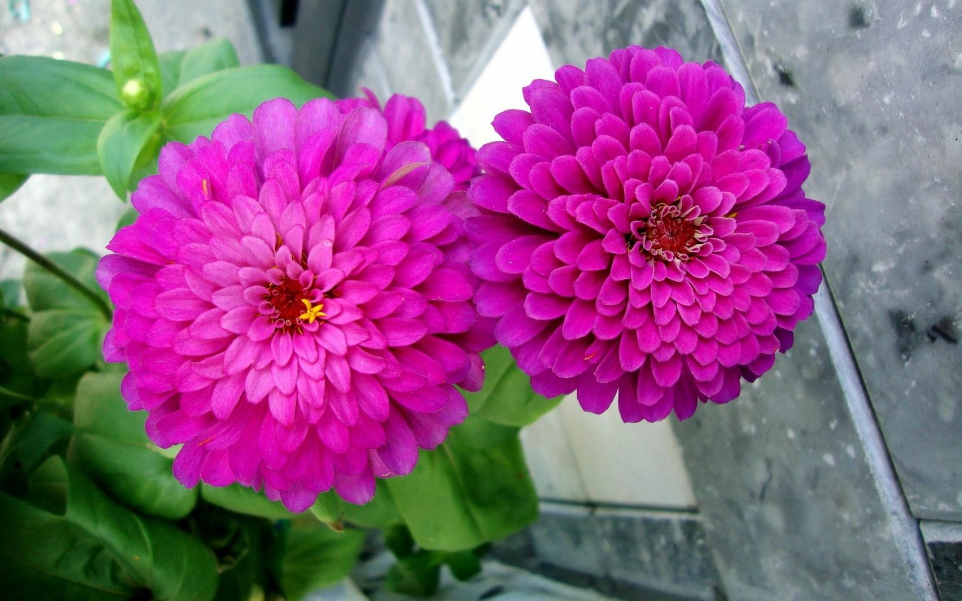 Картинки Zinnias, цветы, пара, крупный план, клумба, зеленый фото и обои на рабочий стол