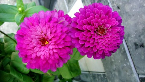 Zinnias, цветы, пара, крупный план, клумба, зеленый